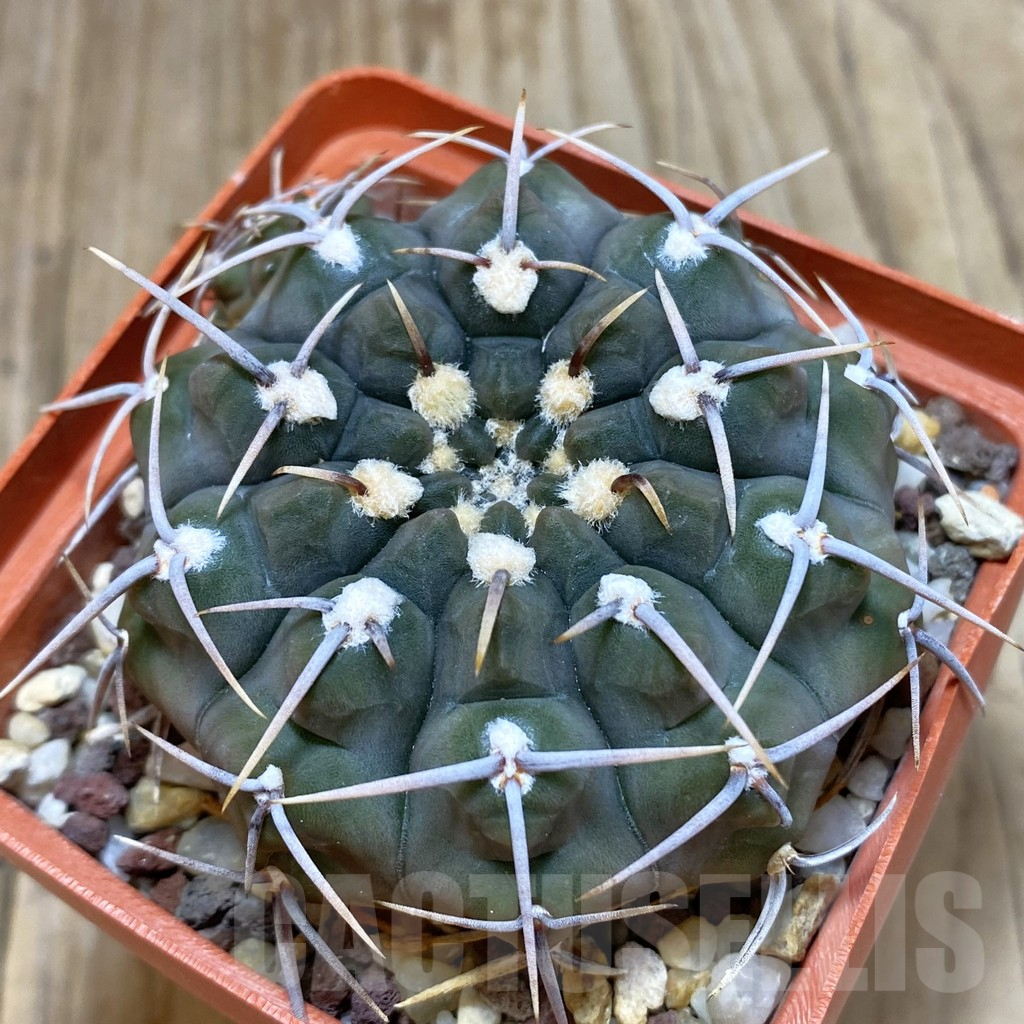 SH083 Gymnocalycium vatteri VG299