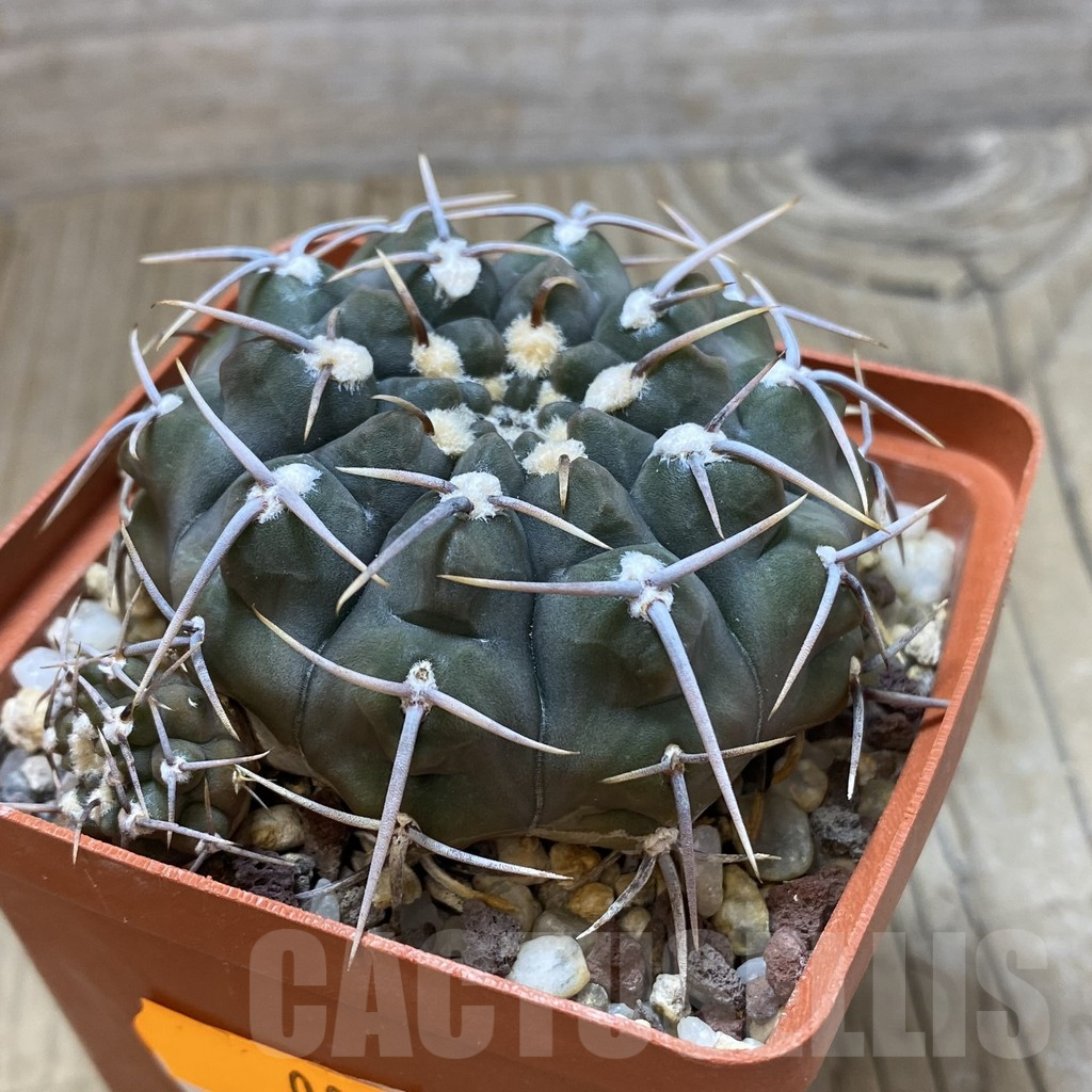 SH083 Gymnocalycium vatteri VG299 - Image 2