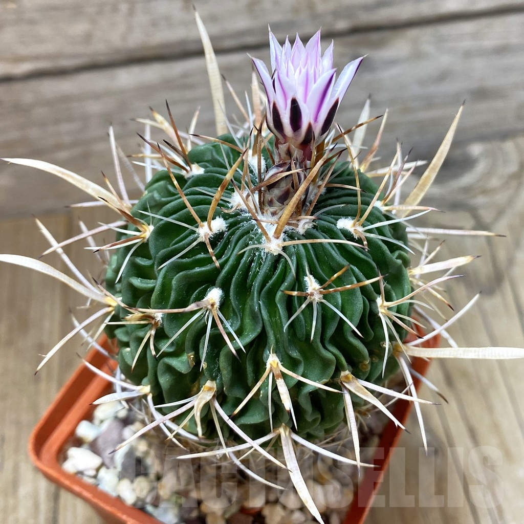 SH086 Echinofossulocactus crispatus, old 10 years