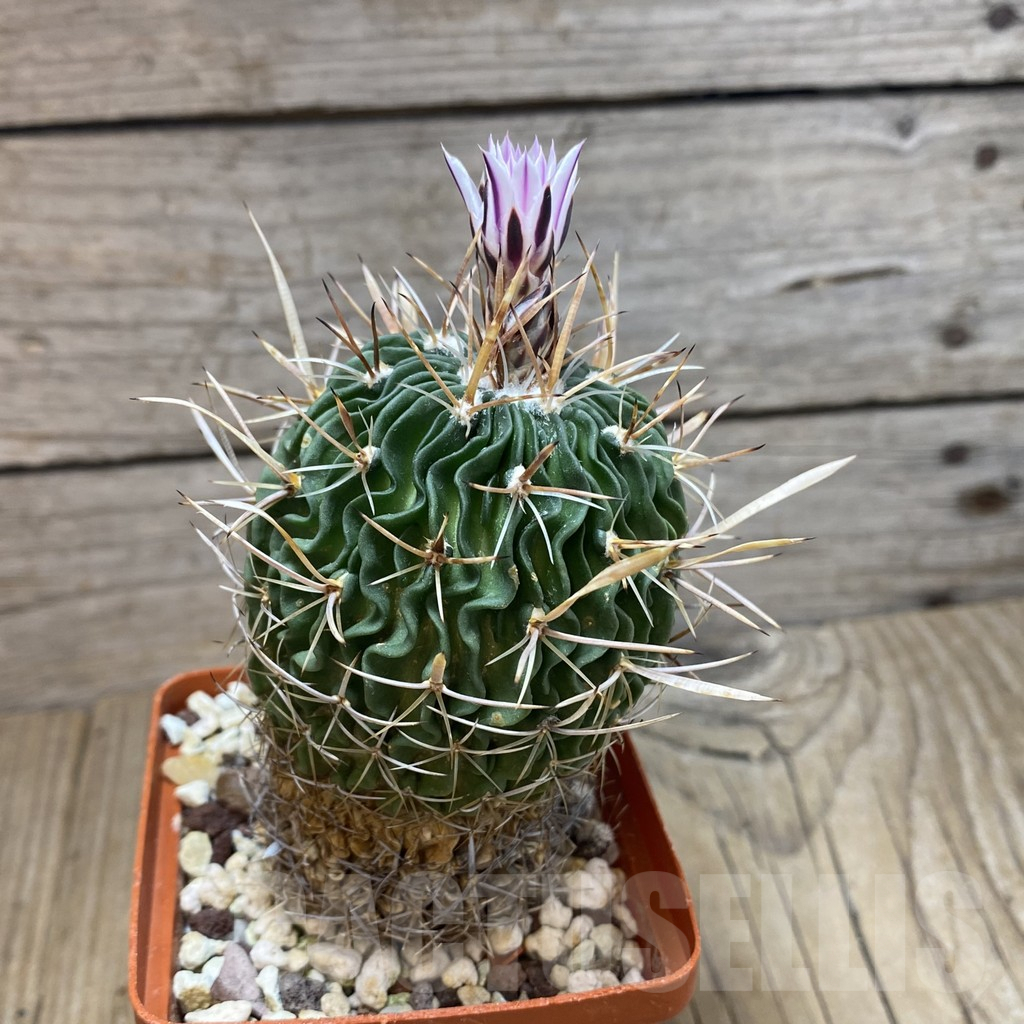 SH086 Echinofossulocactus crispatus, old 10 years - Obrázek 2