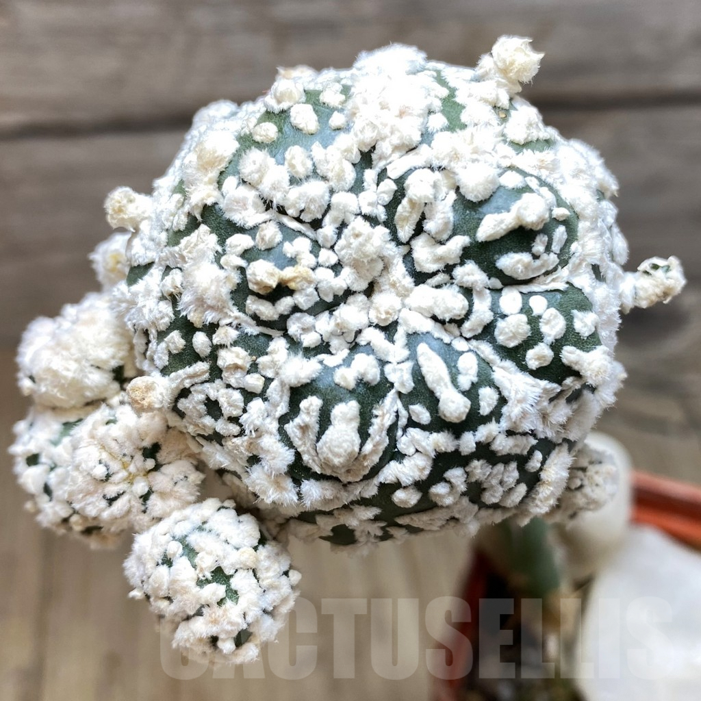 SH232 Astrophytum asterias ‘Super Kabuto’Snow', grafted