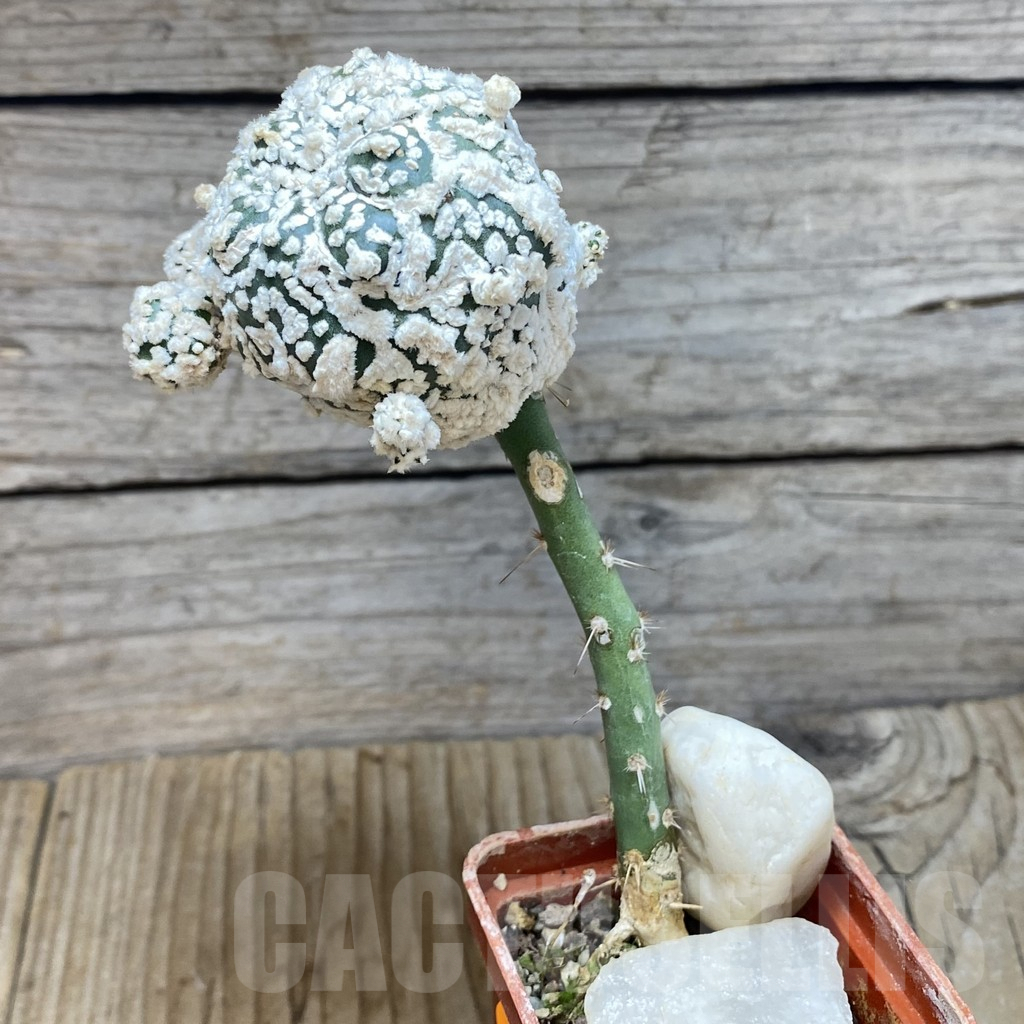 SH232 Astrophytum asterias ‘Super Kabuto’Snow', grafted - Image 2