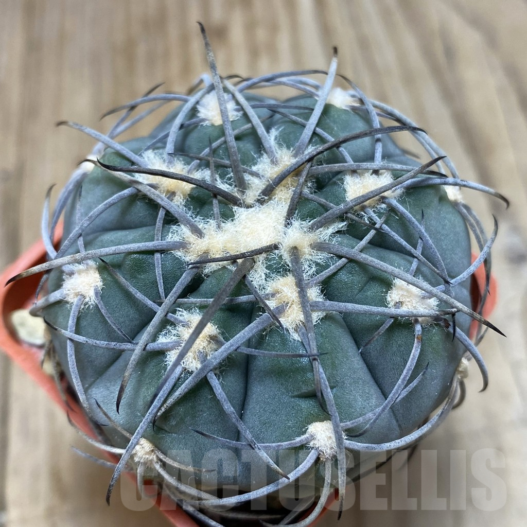 SH196 Gymnocalycium spegazzinii