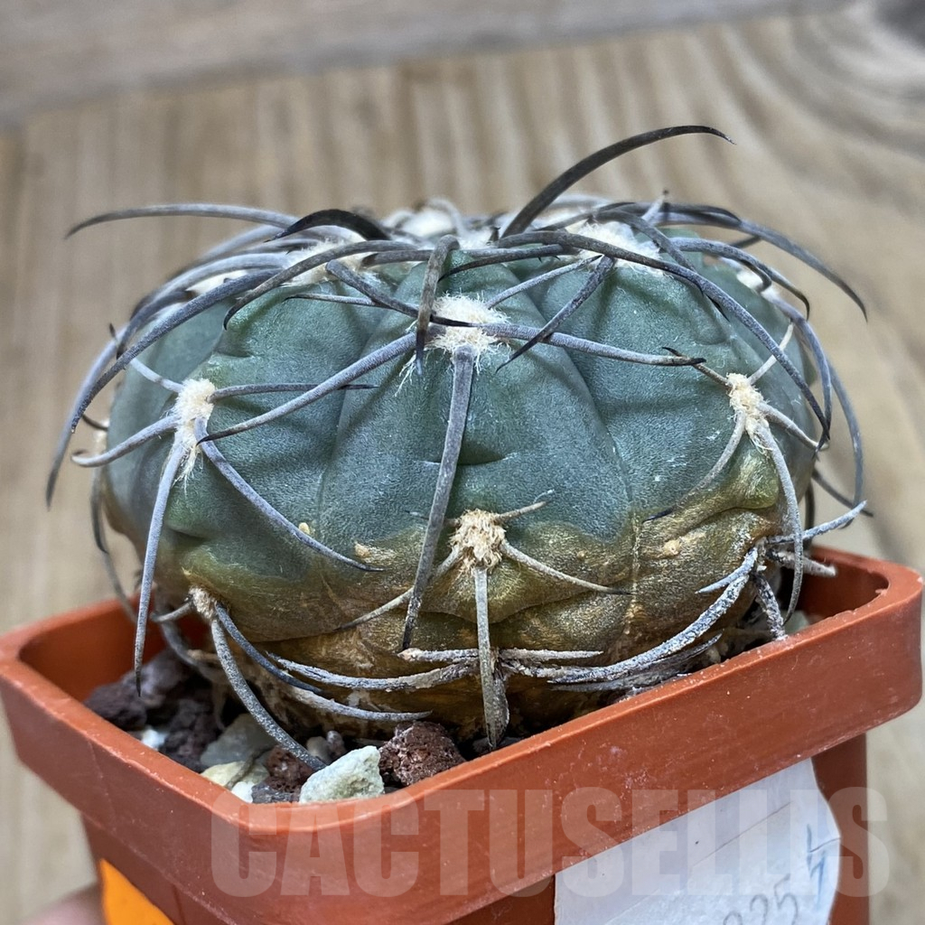 SH196 Gymnocalycium spegazzinii - Image 2