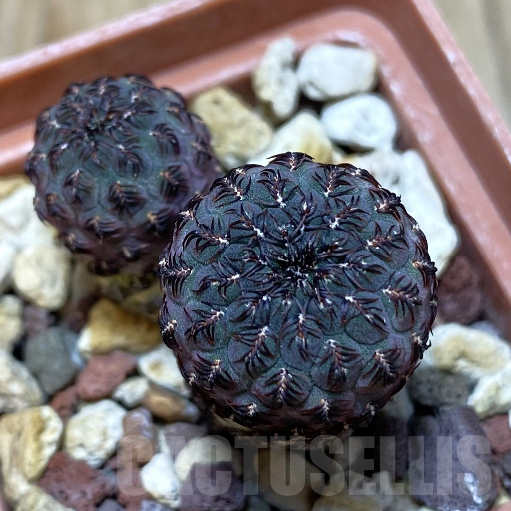 SH203 Sulcorebutia rauschii WR 189