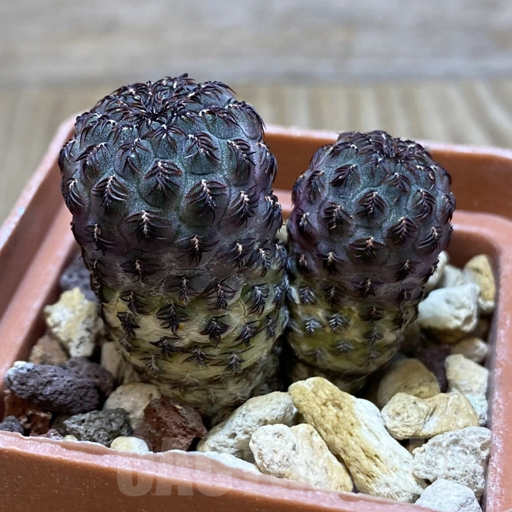 SH203 Sulcorebutia rauschii WR 189 - Image 2