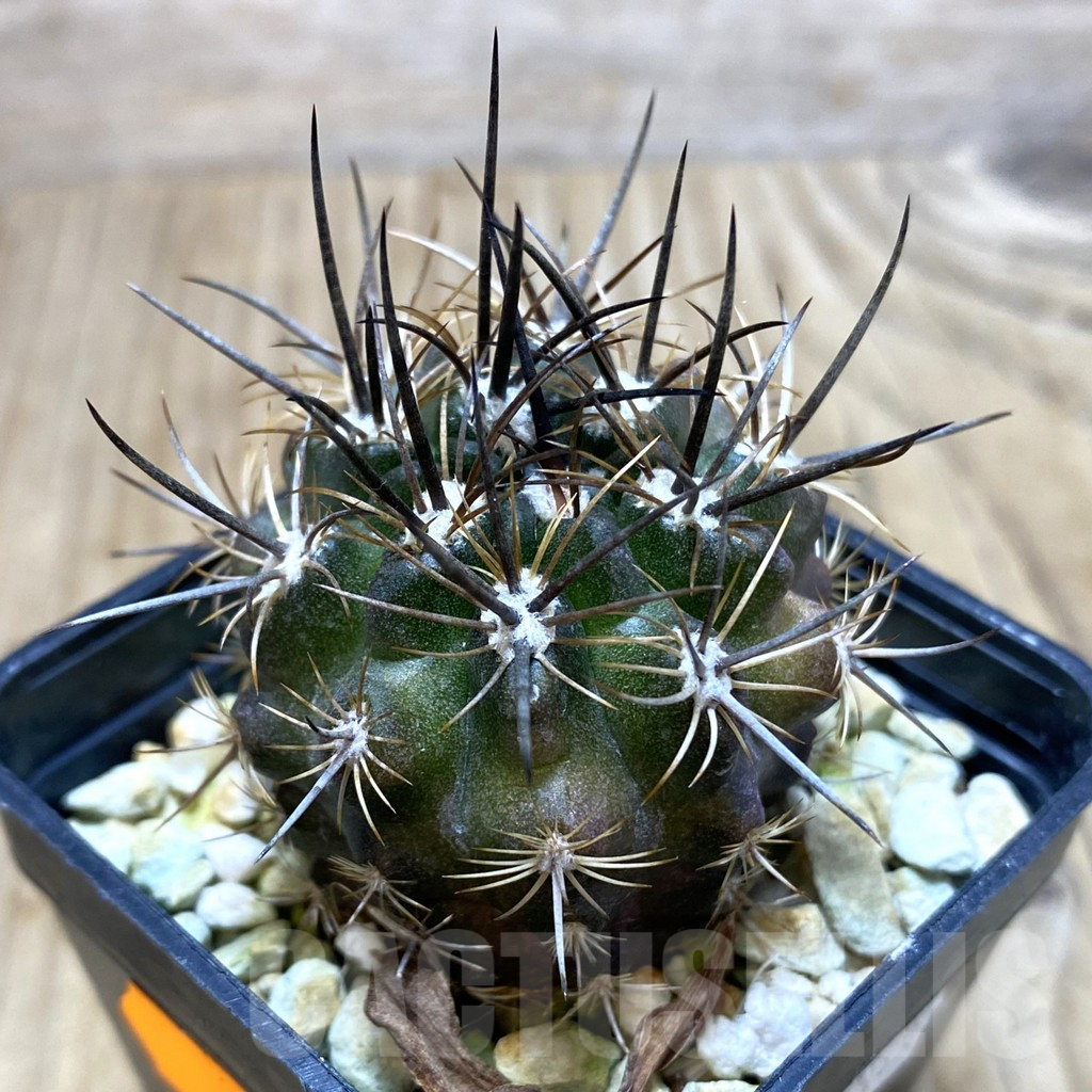 SH204 Neoporteria deherdtiana