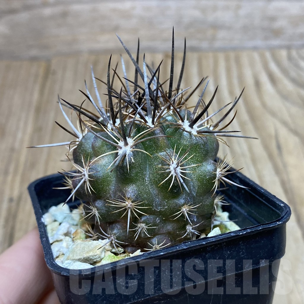 SH204 Neoporteria deherdtiana - Image 2