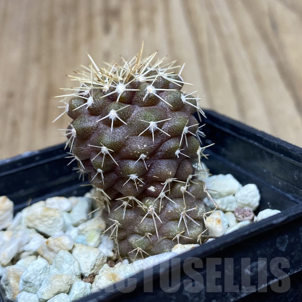 SH207 Copiapoa marginata -Flamenco- - immagine 2