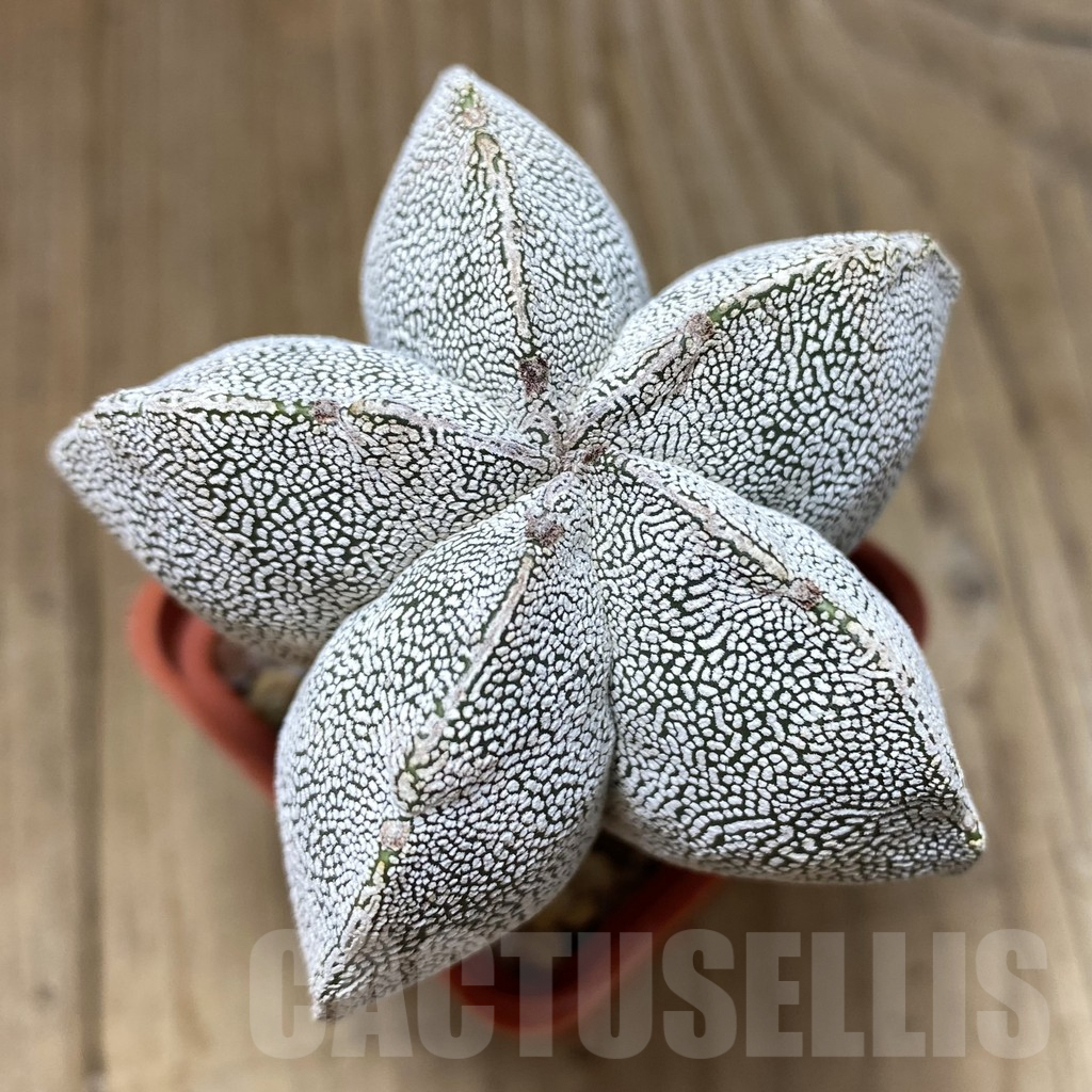 SH211 Astrophytum myriostigma 'Onzuka' old 10 years