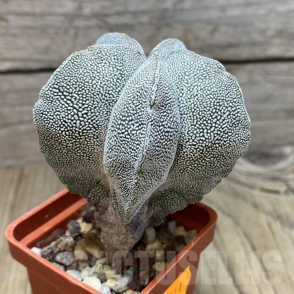 SH211 Astrophytum myriostigma 'Onzuka' old 10 years - Image 2
