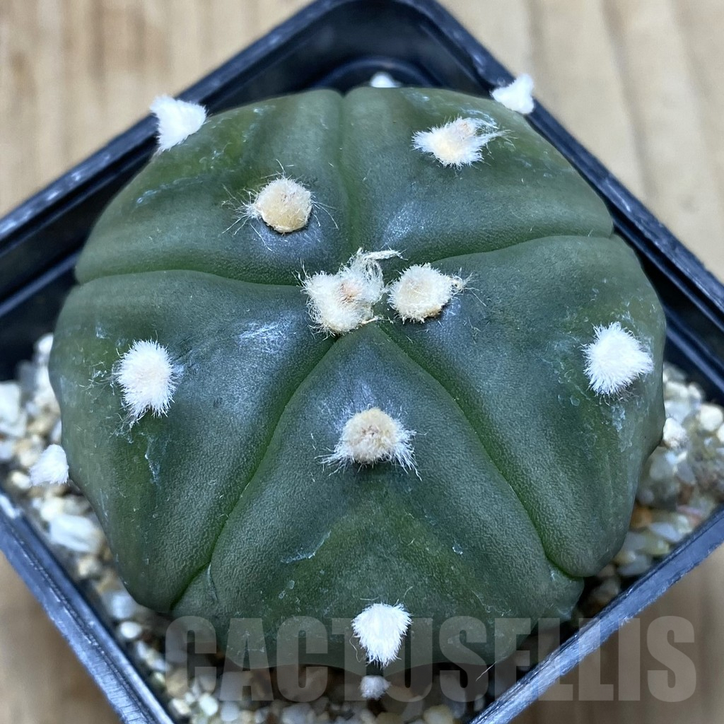 SH217 Astrophytum asterias 'Fukuryu' 5-ribs