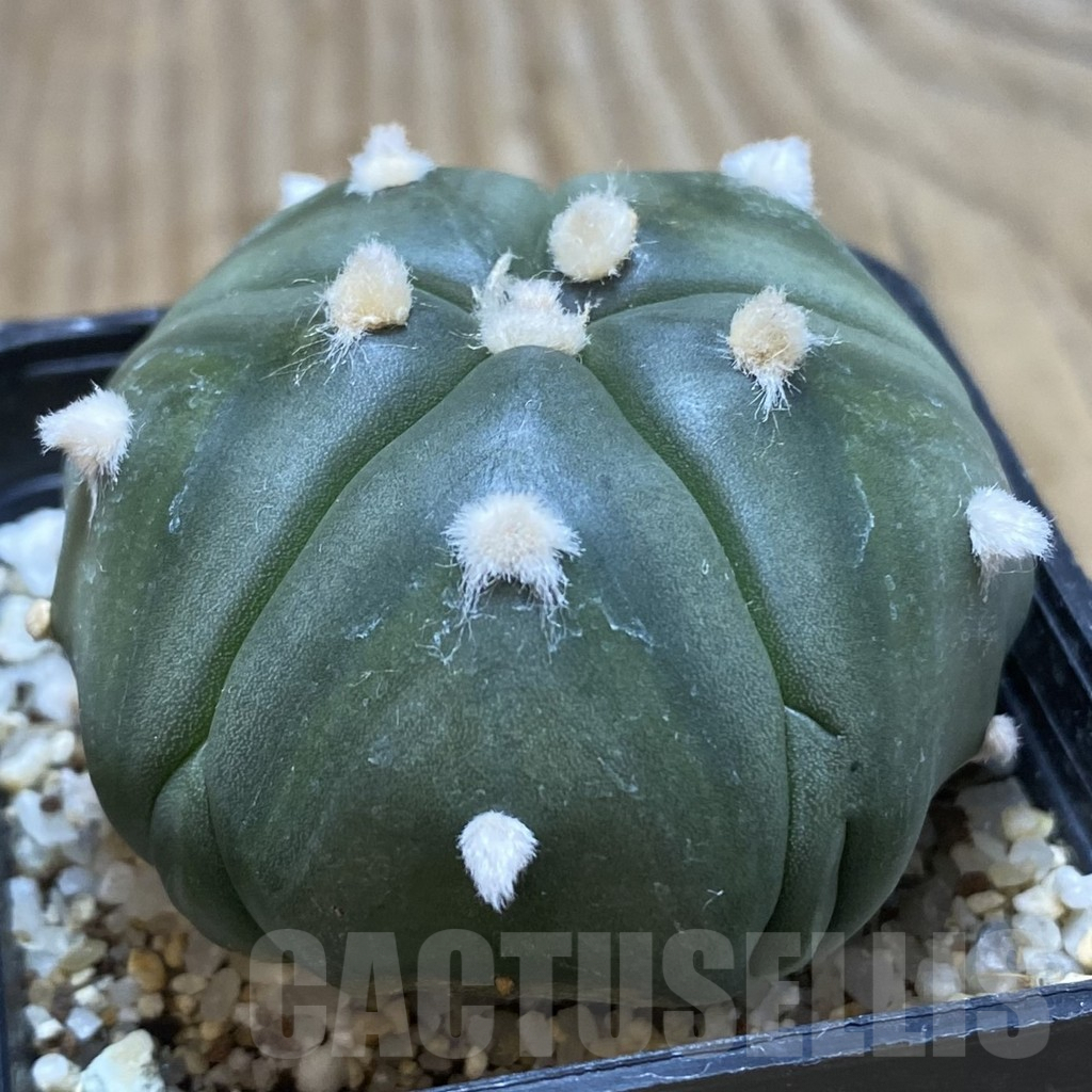 SH217 Astrophytum asterias 'Fukuryu' 5-ribs - Imagen 2