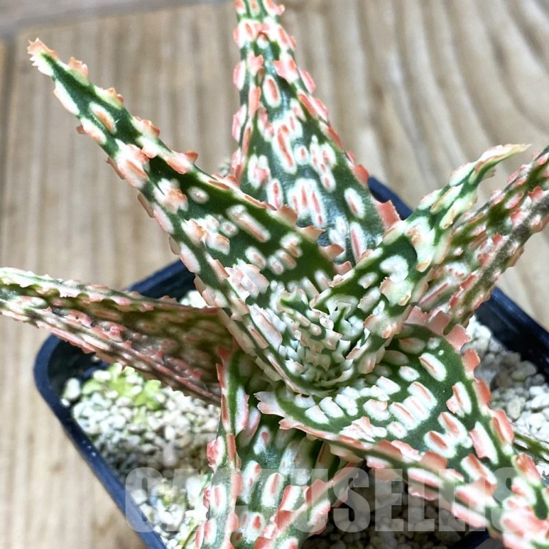 SH360 Aloe TCT hybrid