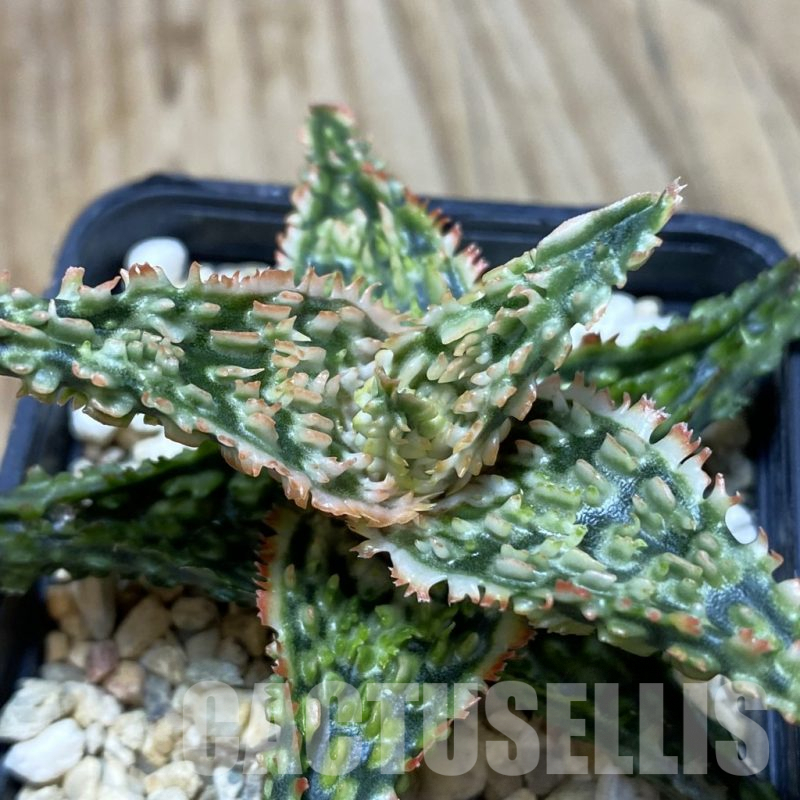 SH362 Aloe TCT hybrid
