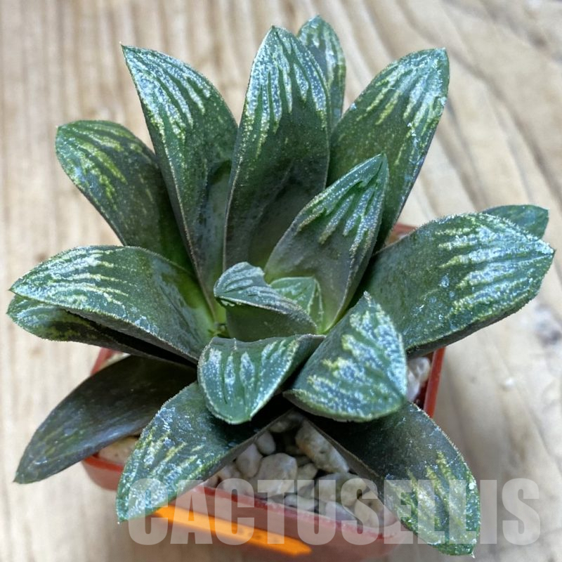 SH363 Haworthia maughanii x splendens