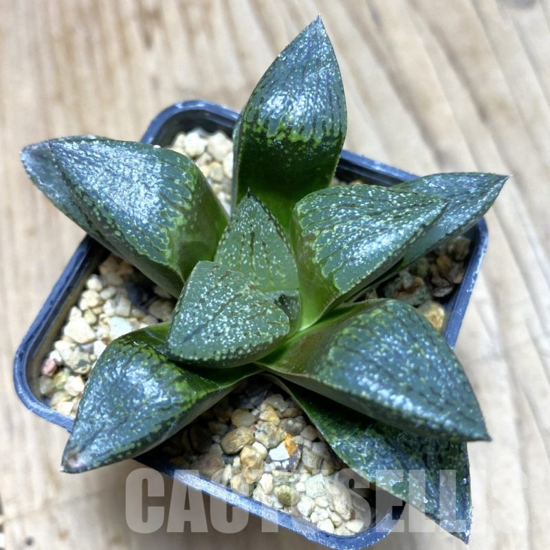 SH364 Haworthia picta