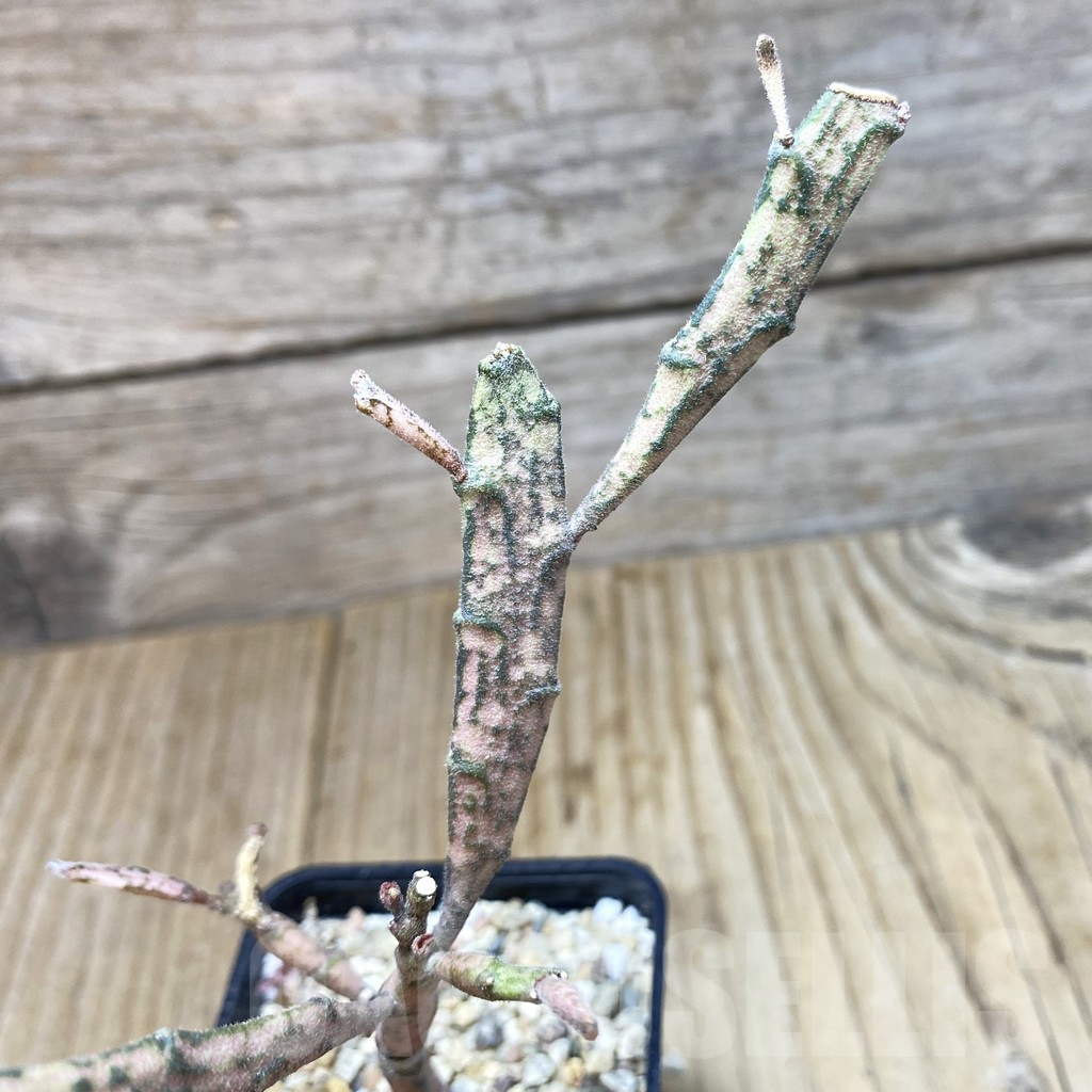 SH371 Euphorbia platyclada