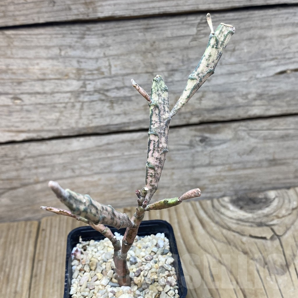 SH371 Euphorbia platyclada - Image 2