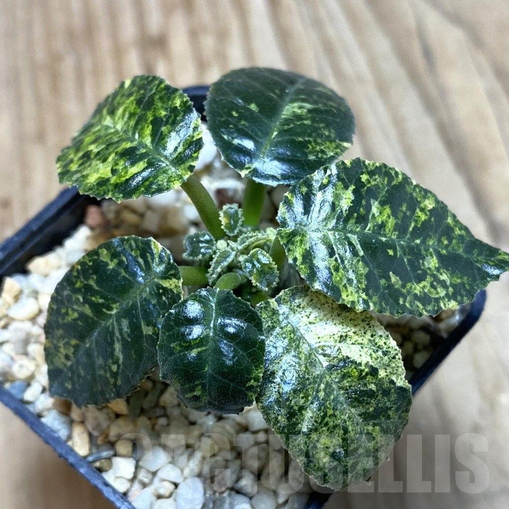 SH373 Dorstenia hybrid f. variegata