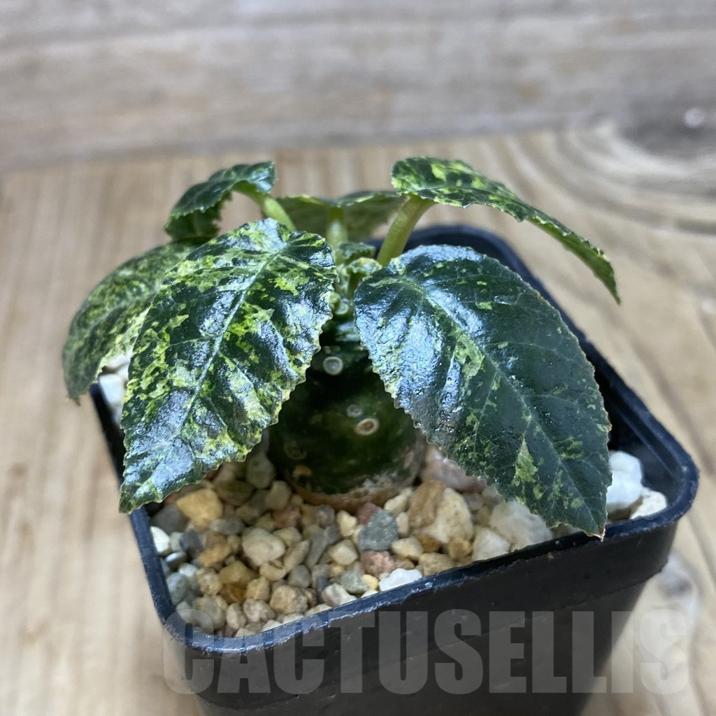 SH373 Dorstenia hybrid f. variegata - Image 2