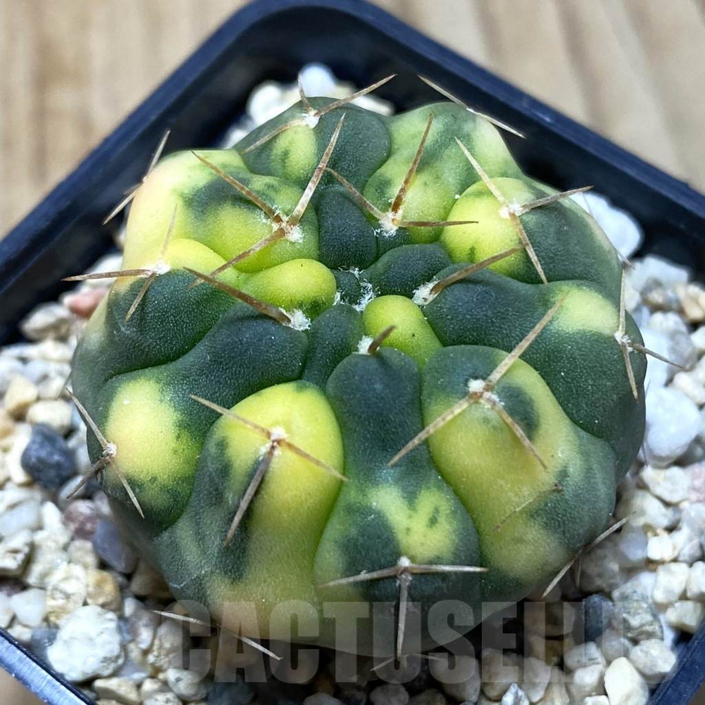 SH374 Gymnocalycium stellatum f. variegata