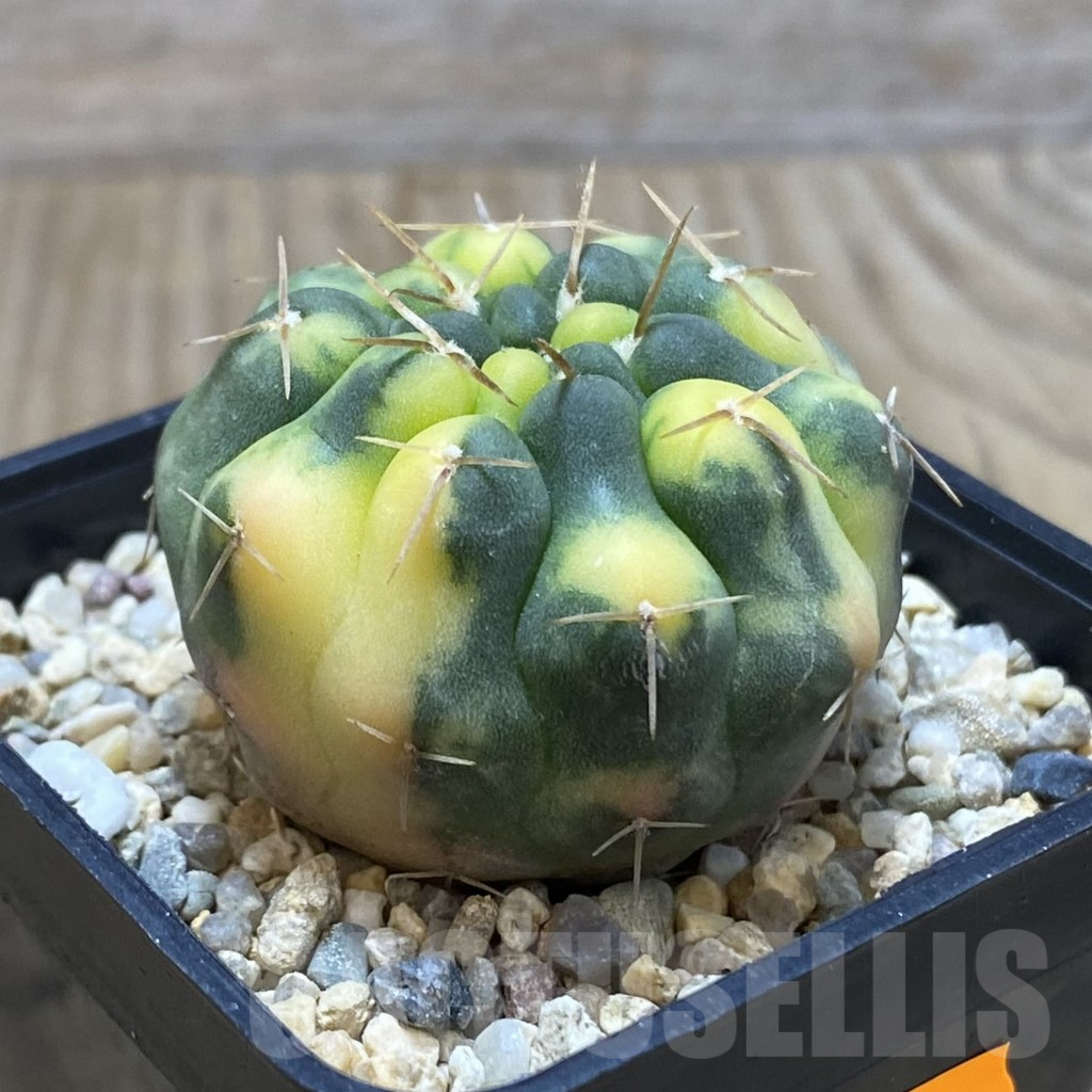 SH374 Gymnocalycium stellatum f. variegata - Image 2