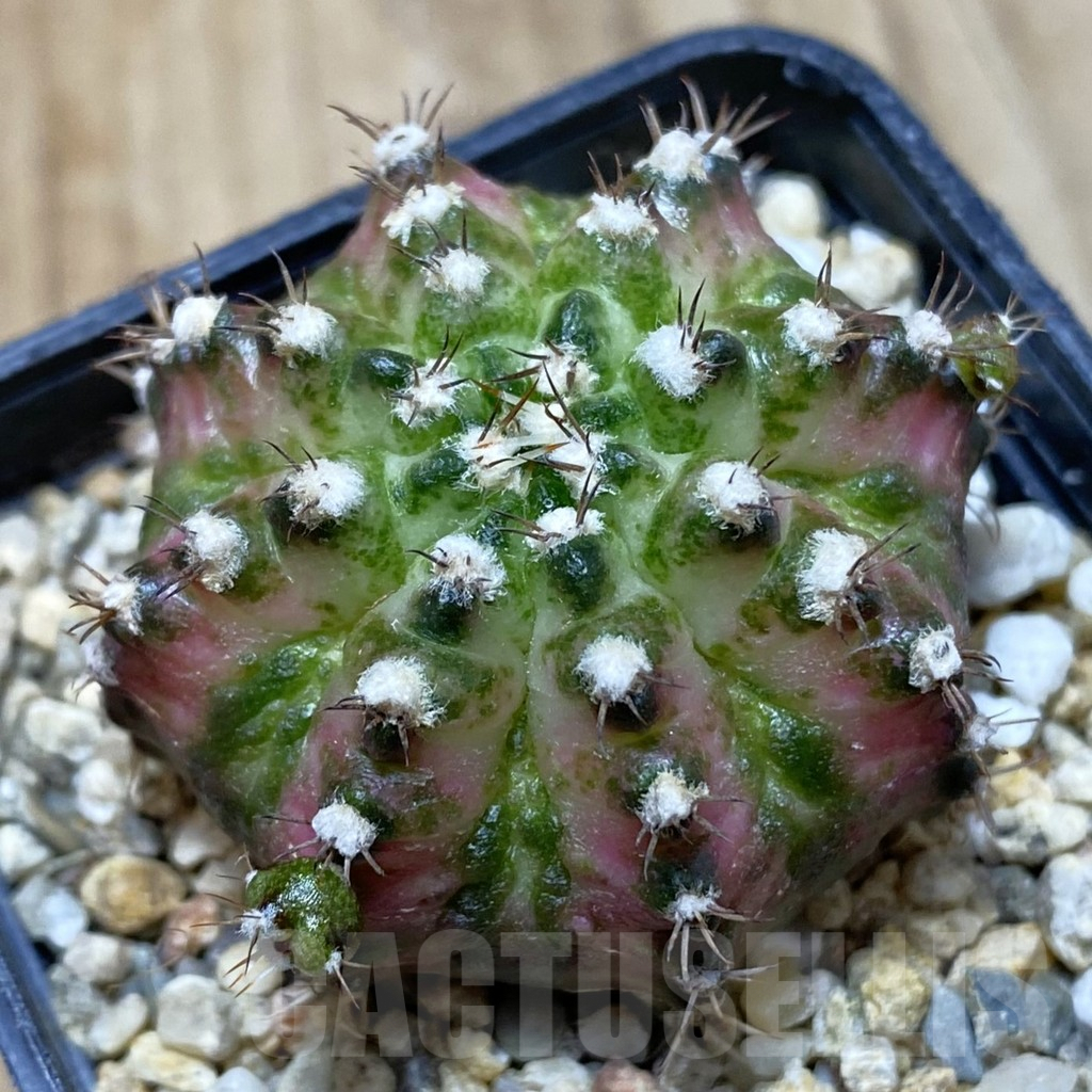 SH377 Gymnocalycium mihanovichii 'T-Lux'