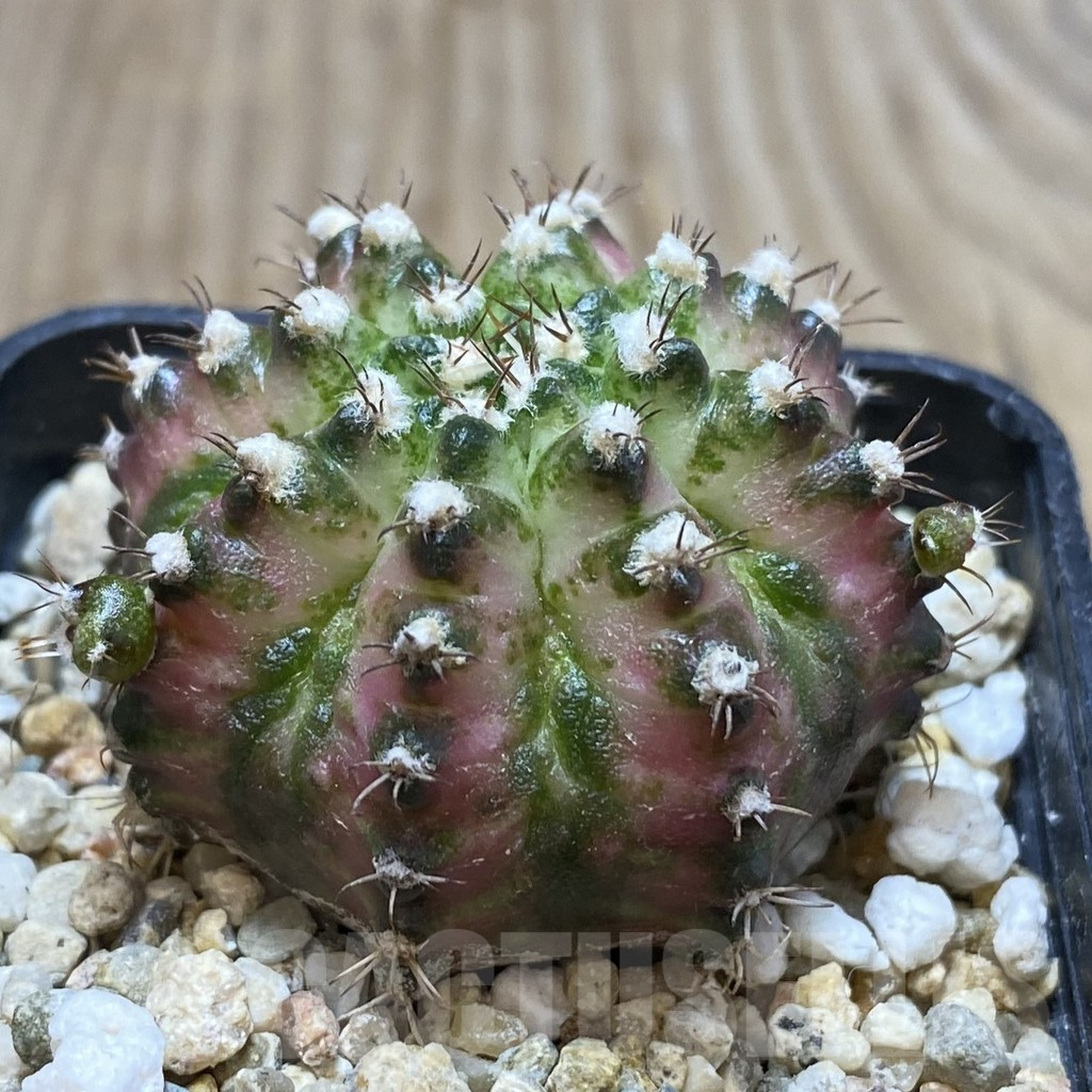 SH377 Gymnocalycium mihanovichii 'T-Lux' - Image 2