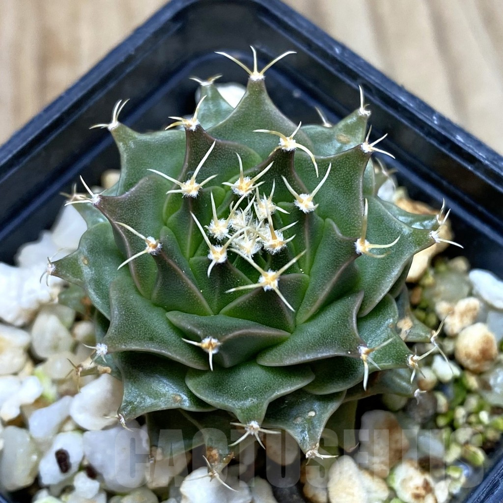 SH311 Obregonia denegrii PP430 seedling , own roots