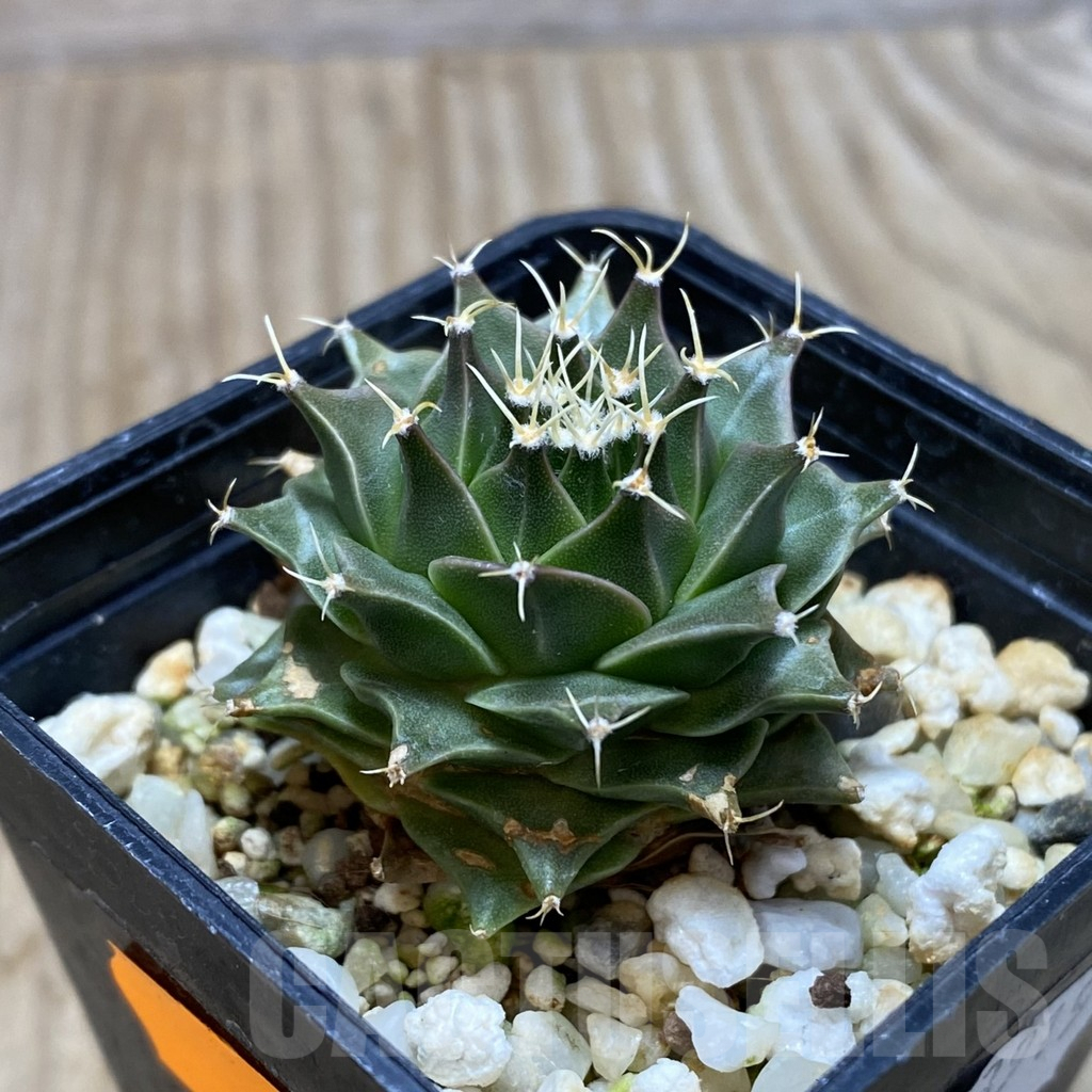 SH311 Obregonia denegrii PP430 seedling , own roots - Image 2