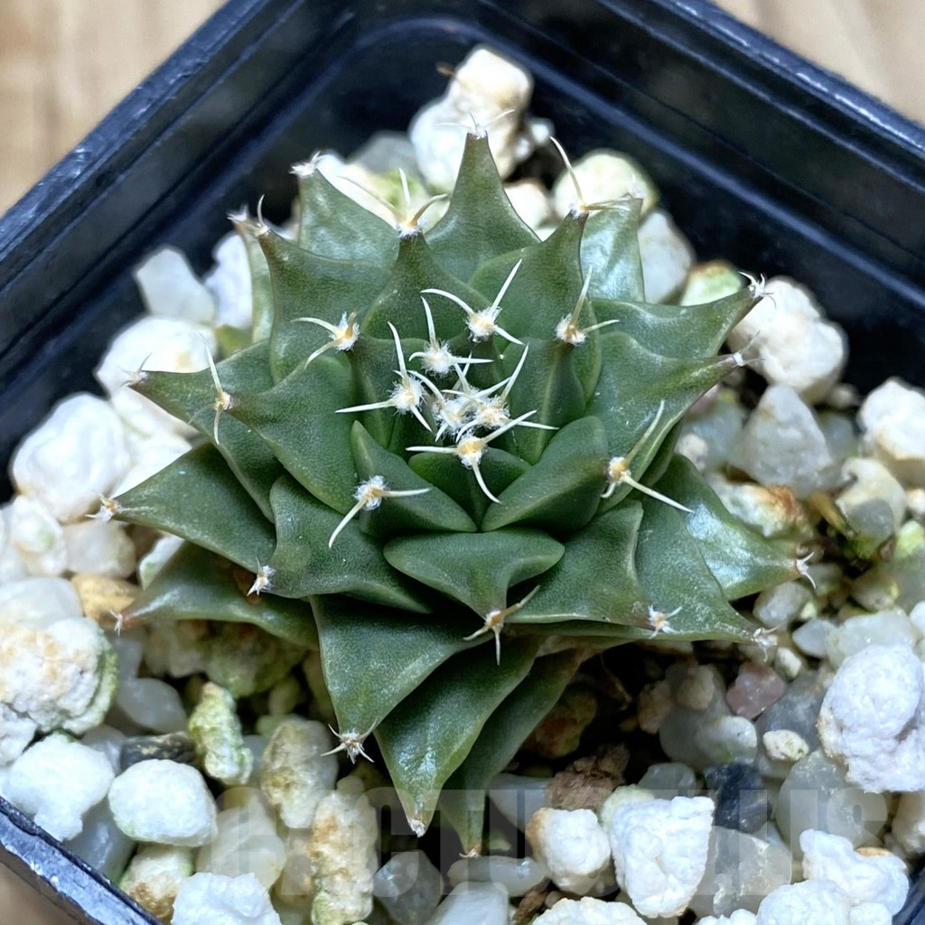 SH312 Obregonia denegrii PP430 seedling , own roots