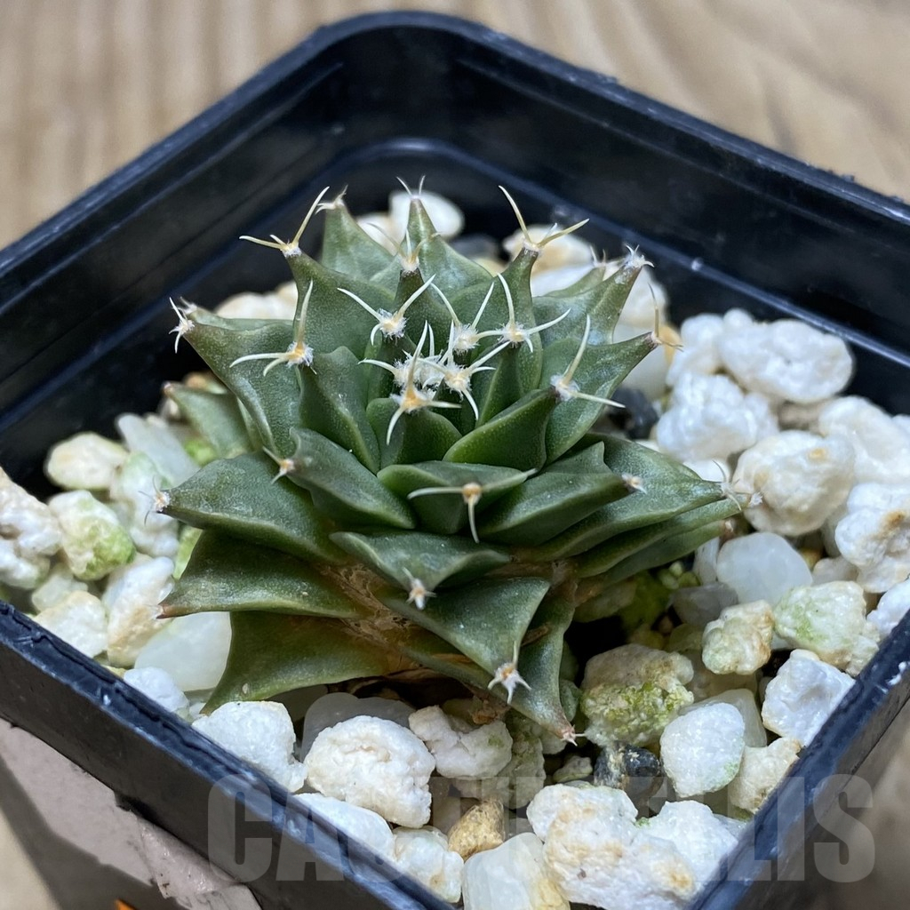 SH312 Obregonia denegrii PP430 seedling , own roots - Image 2