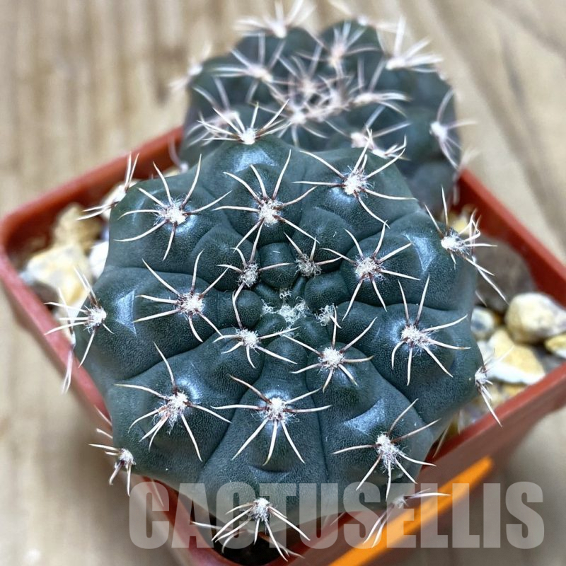 SH339 Gymnocalycium sp.