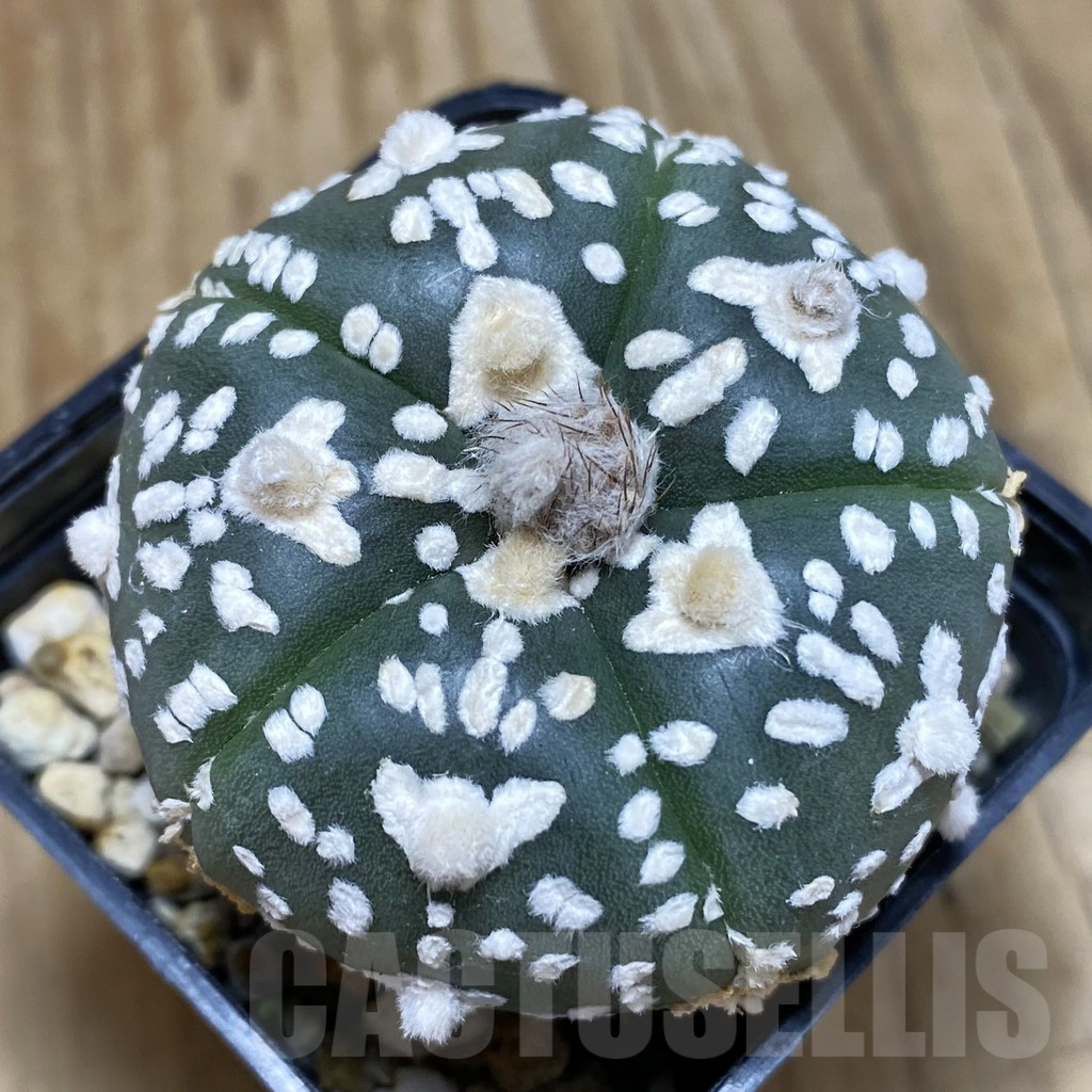 SH586 Astrophytum asterias ‘SK’ V-Type, 5-ribs