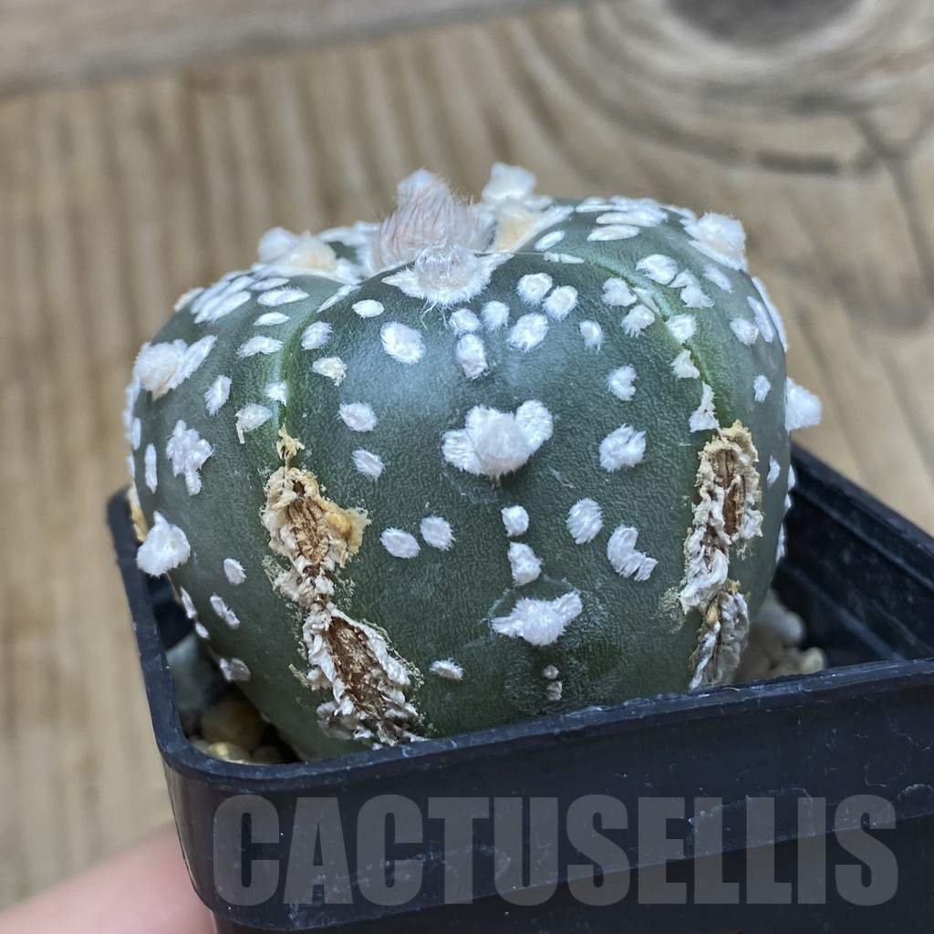 SH586 Astrophytum asterias ‘SK’ V-Type, 5-ribs - immagine 2