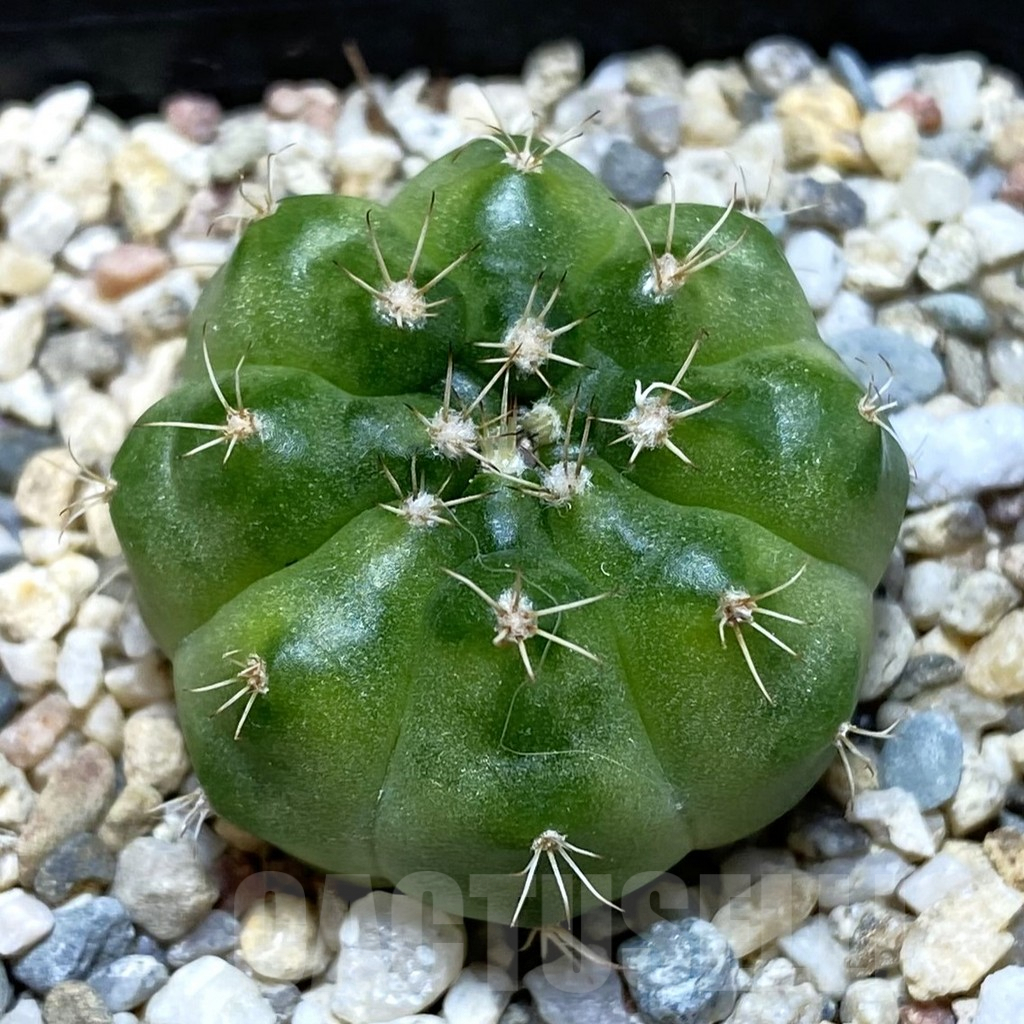 SH720 Gymnocalycium mihanovichii ‘Green Marble’