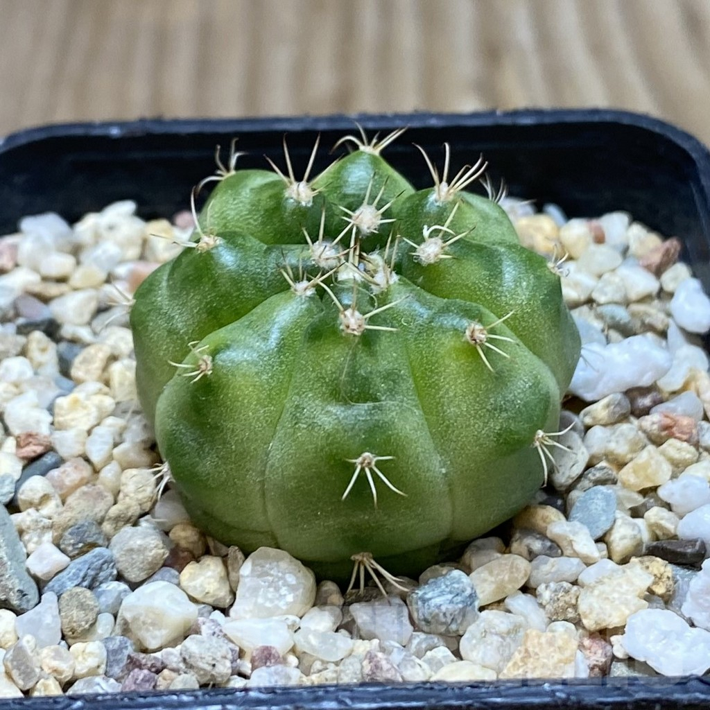 SH720 Gymnocalycium mihanovichii ‘Green Marble’ - Image 2