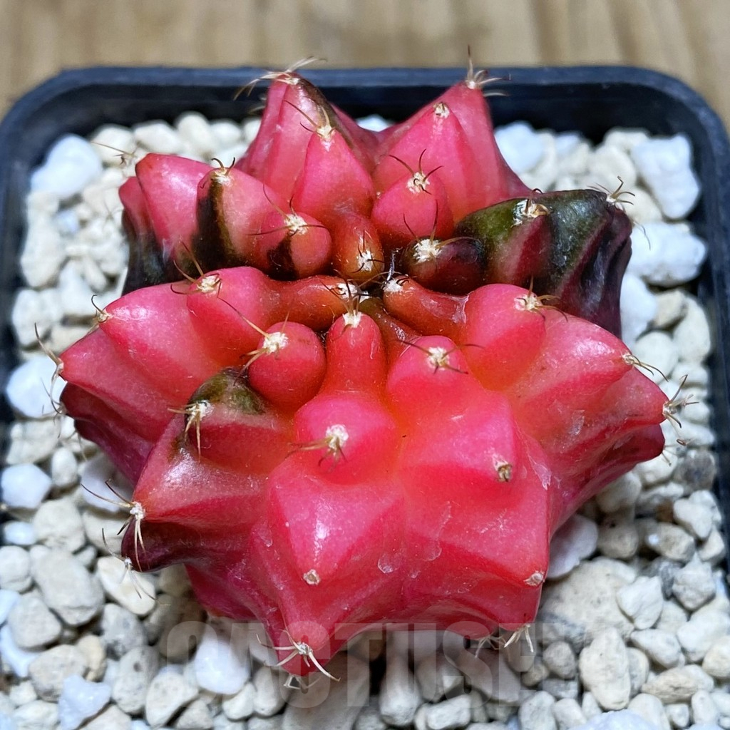 SH728 Gymnocalycium mihanovichii 'inermis' f. variegata