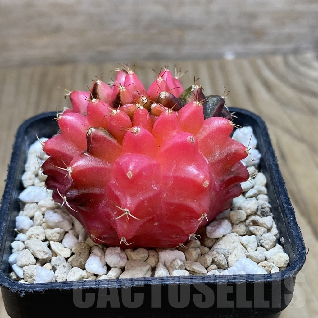 SH728 Gymnocalycium mihanovichii 'inermis' f. variegata - immagine 2