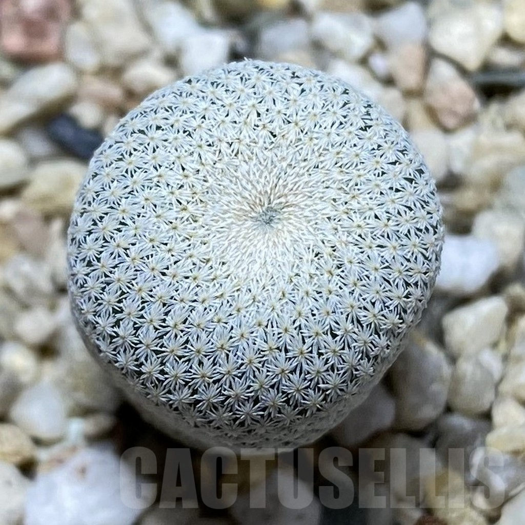 SH732 Epithelantha bokei RS 522