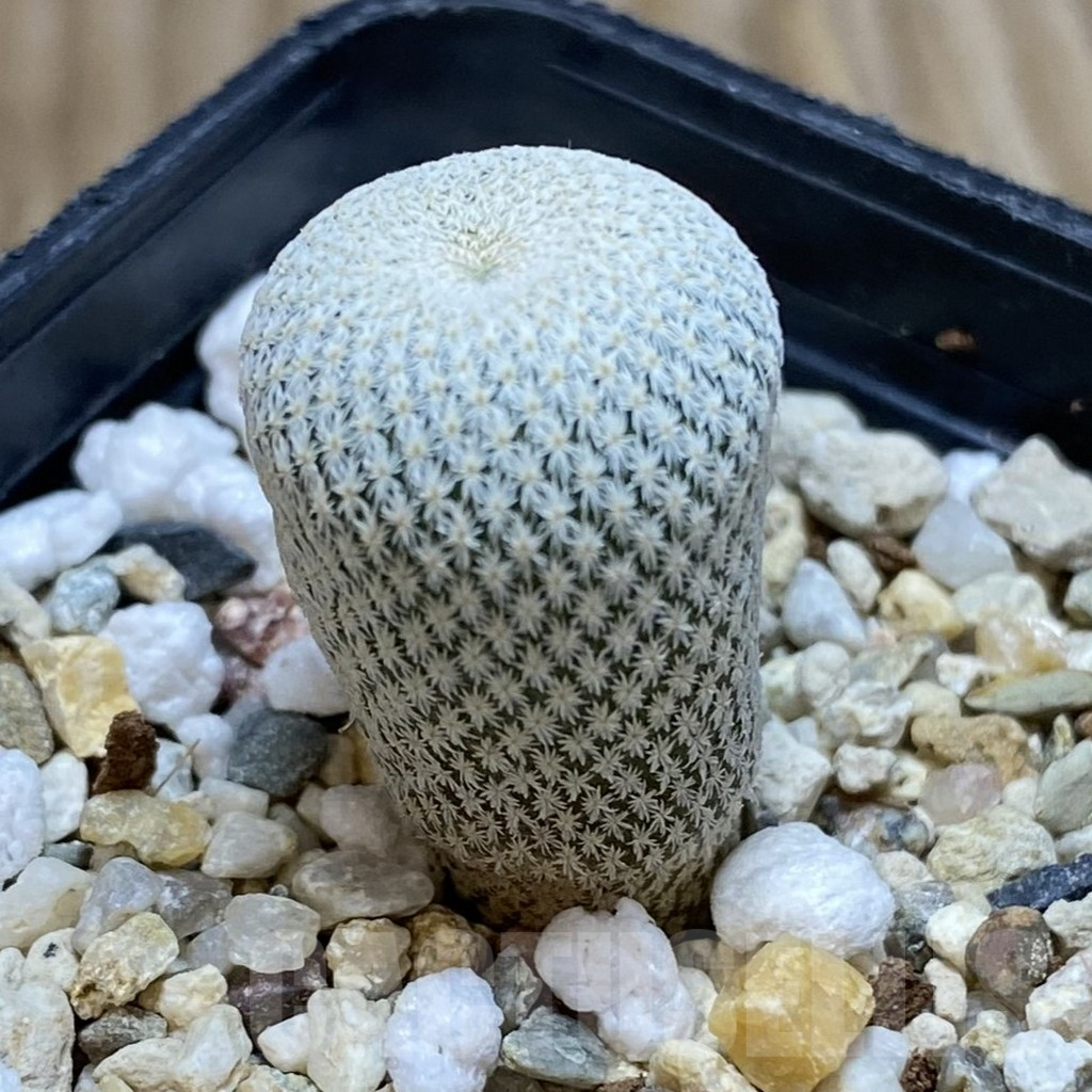 SH732 Epithelantha bokei RS 522 - immagine 2
