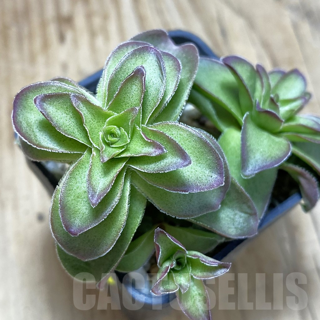 SH735 Crassula capitella hybrid
