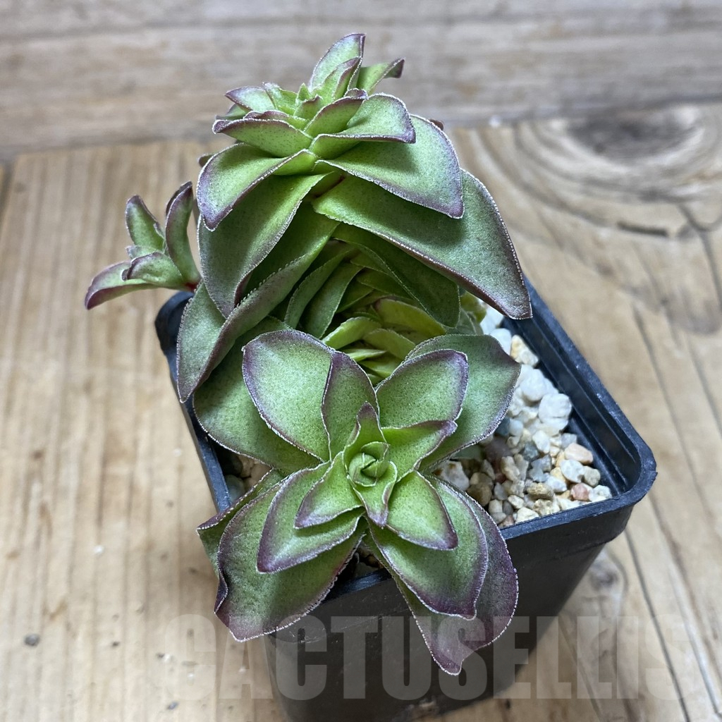 SH735 Crassula capitella hybrid - immagine 2