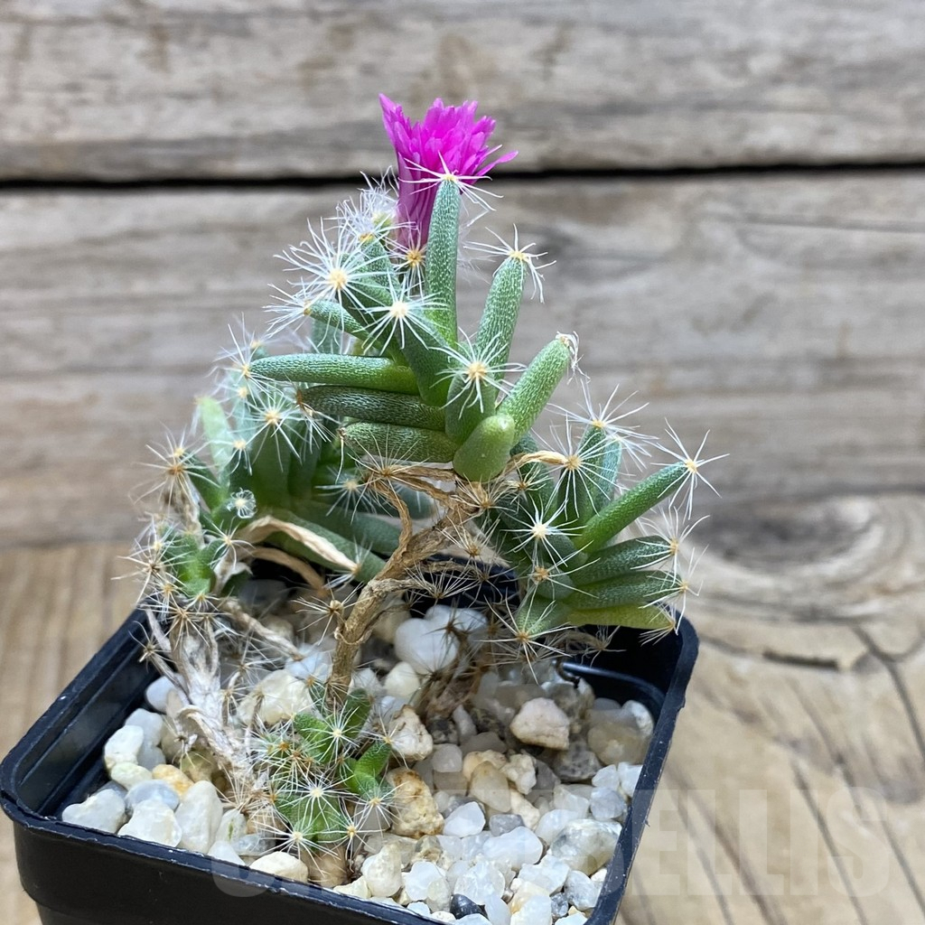 SH737 Trichodiadema densum - Obrázek 2