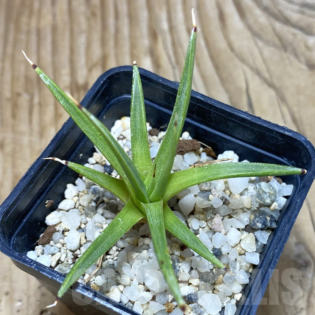 SH739 Agave albopilosa