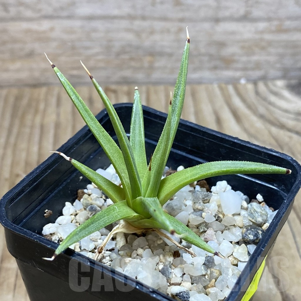 SH739 Agave albopilosa - Image 2