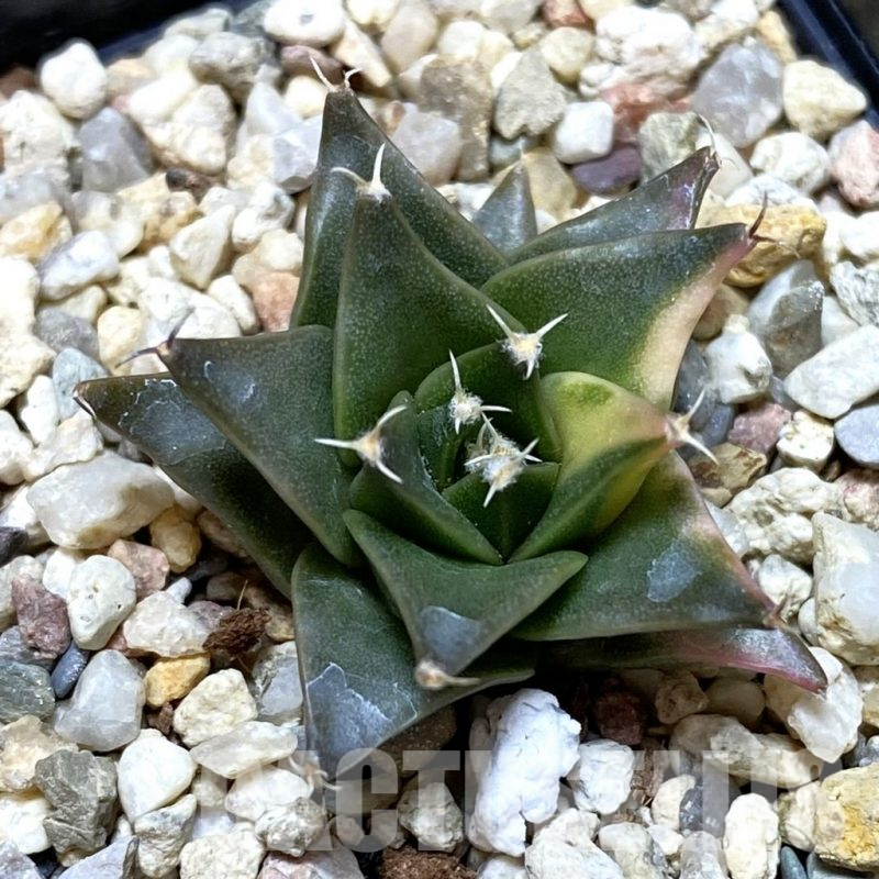 SH688 Obregonia denegrii f. variegata