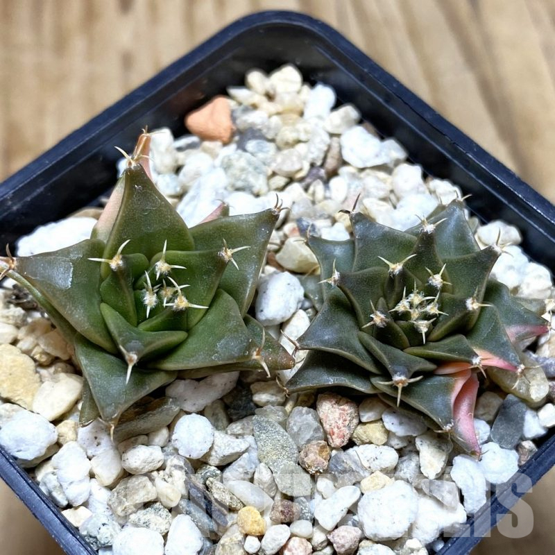 SH689 Obregonia denegrii f. variegata, 2 plants