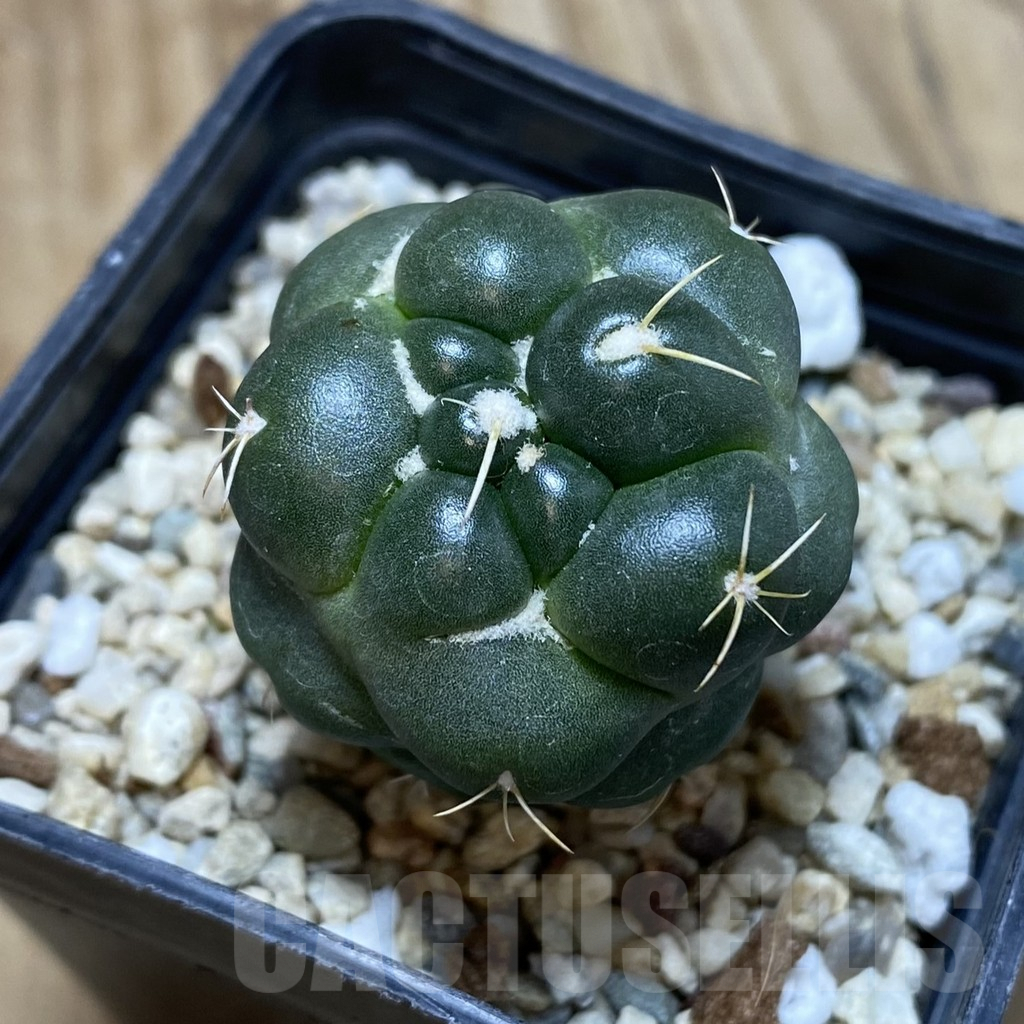 SH691 Coryphantha elephantidens ‘inermis’ – Image 2